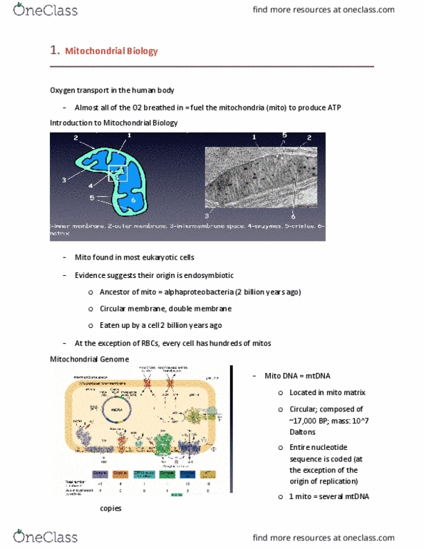 PHGY 502 Lecture Notes - Lecture 6: Homeostasis, Coenzyme Q10, Cytosol thumbnail