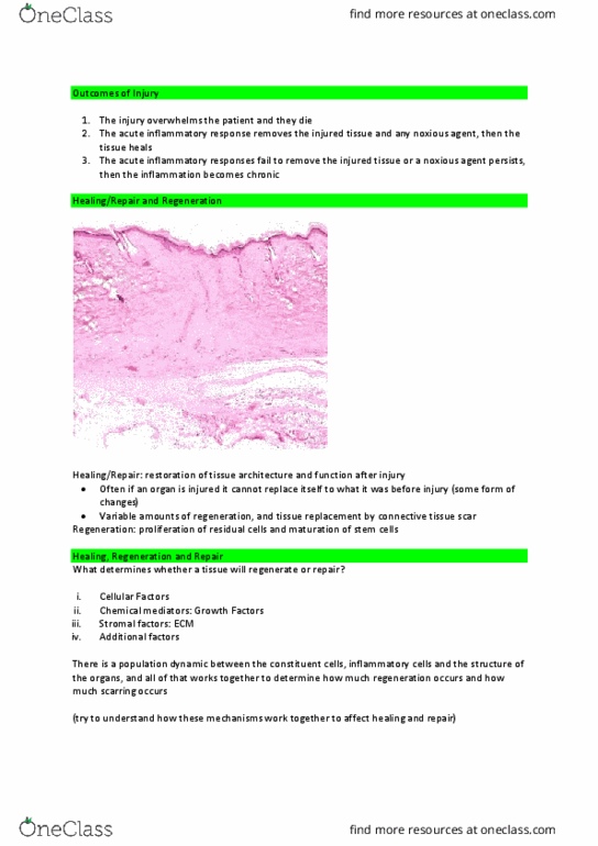 BMS314 Lecture Notes - Lecture 15: Cadherin, Pleiotropy, Morphogenesis thumbnail