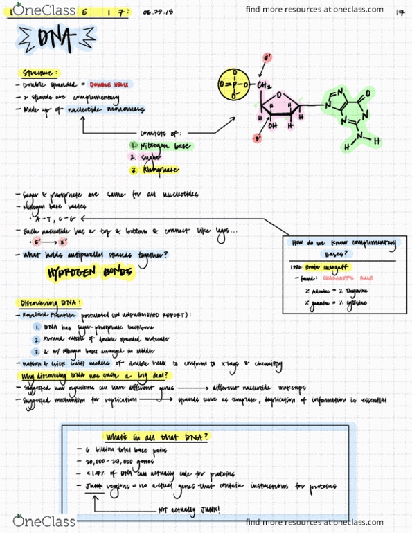 EBIO 1210 Lecture 17: DNA & DNA Synthesis thumbnail