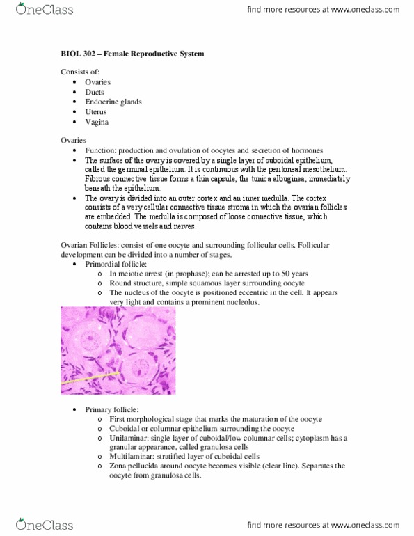BIOL302 Lecture Notes - Cumulus Oophorus, Theca Of Follicle, Follicular Antrum thumbnail