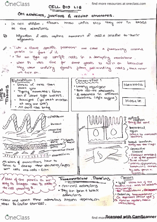 CELL201 Lecture 16: CELL BIO 201 thumbnail