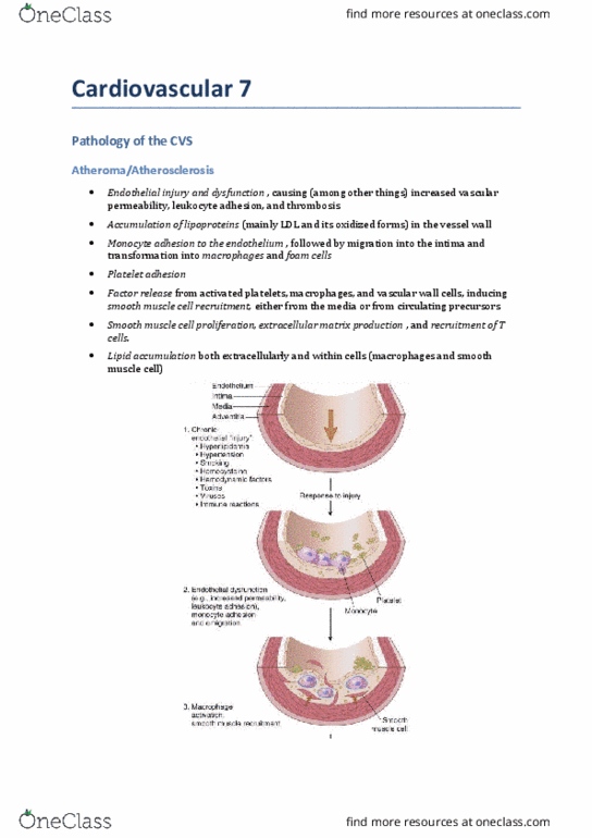 MEDI7111 Lecture Notes - Lecture 7: Bradycardia, Cardiomyopathy, Ascending Aorta thumbnail