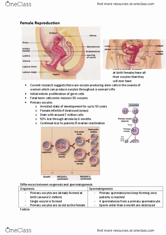 BIOL1008 Lecture Notes - Lecture 14: Endometrium, Glycoprotein, Oviduct thumbnail