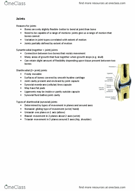 BIOL1008 Lecture Notes - Lecture 19: Synovial Fluid, Hinge Joint, Hyaline Cartilage thumbnail