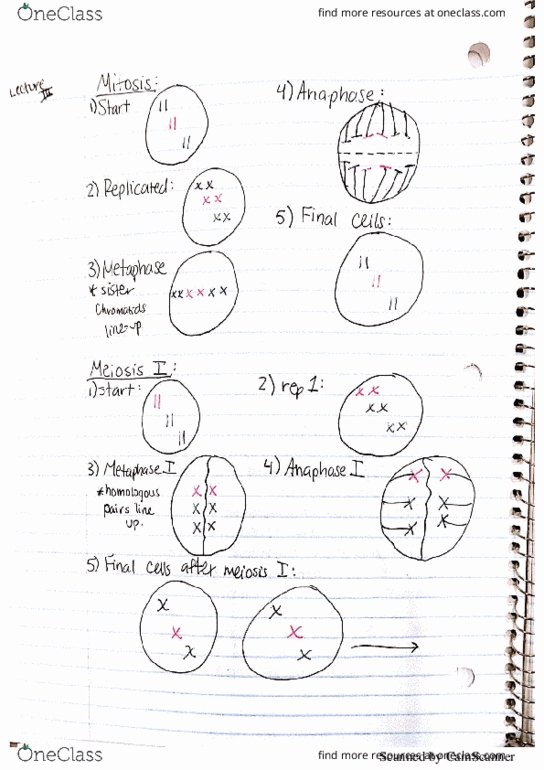 BIO A 270 Lecture 3: lecture 3 genetics thumbnail