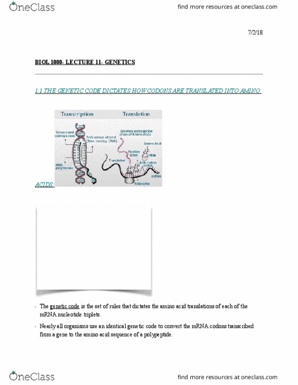 BIOL 1000 Lecture Notes - Lecture 13: Ribosomal Rna, Peptide, Transfer Rna thumbnail