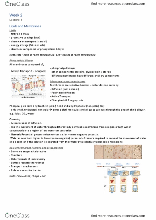 BIOL10002 Lecture Notes - Lecture 4: Lipid Bilayer, Facilitated Diffusion, Pinocytosis thumbnail
