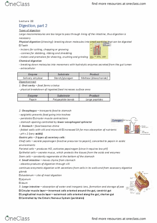 BIOL10002 Lecture Notes - Lecture 22: Triglyceride, Micelle, Glycerol thumbnail