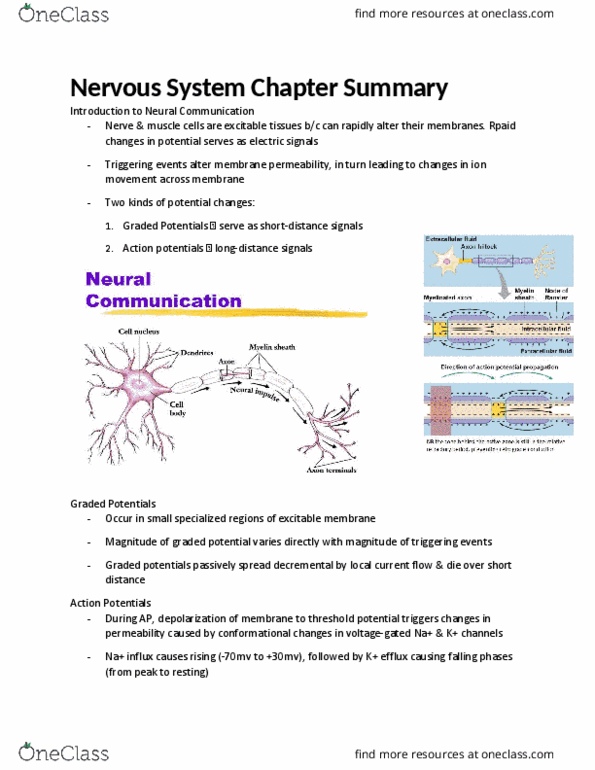 KINE 2031 Lecture Notes - Lecture 8: Threshold Potential, Membrane Potential, Resting Potential thumbnail