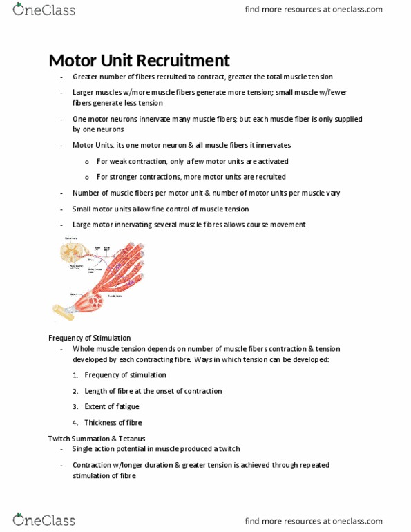 KINE 2031 Lecture Notes - Lecture 13: Sarcomere, Glycolysis, Phosphocreatine thumbnail