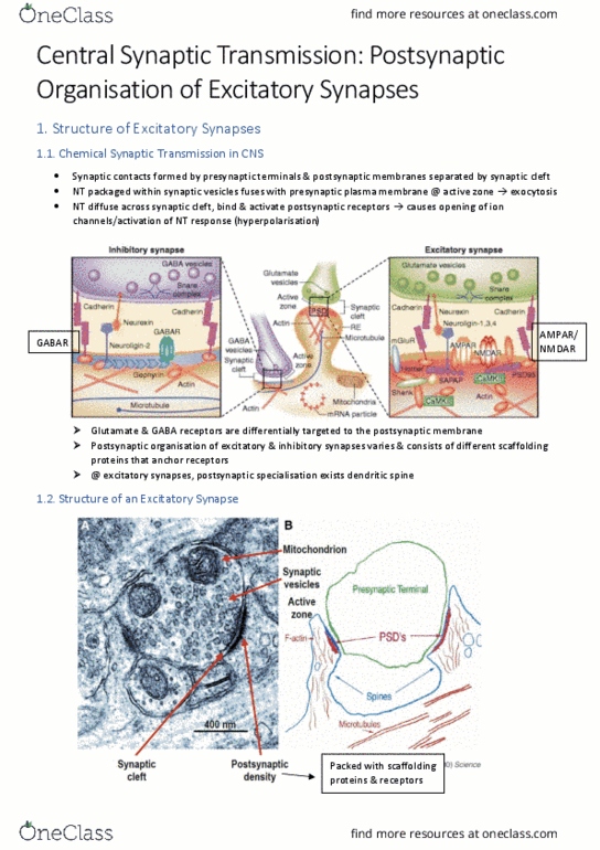 NEUR3001 Lecture Notes - Lecture 2: Cytoskeleton, Phospholipid, Inositol thumbnail