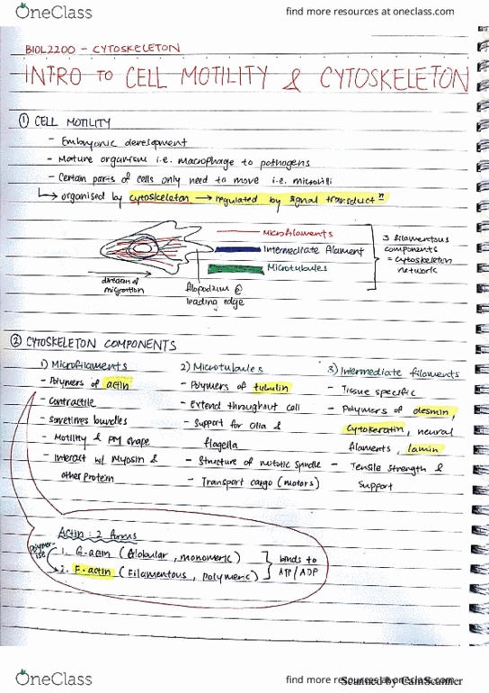 BIOL2200 Lecture 3: biol2200 Cytoskeleton thumbnail