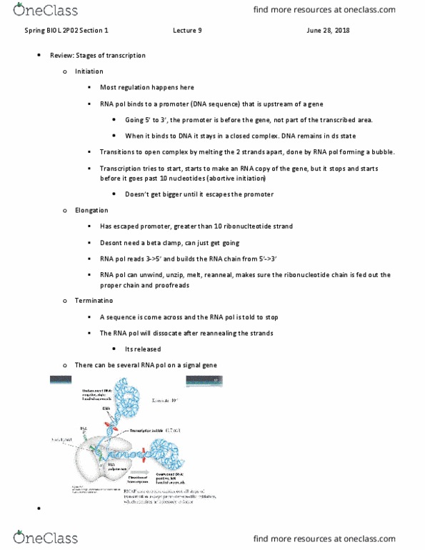 BIOL 2P02 Lecture Notes - Lecture 9: Structural Change, Wild Type, Allosteric Regulation thumbnail