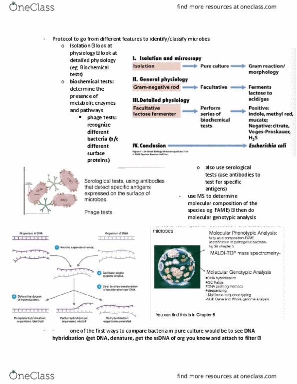 BIOC17H3 Lecture Notes - Lecture 3: Phagocytosis, Veterinary Virology, Ribosomal Rna thumbnail