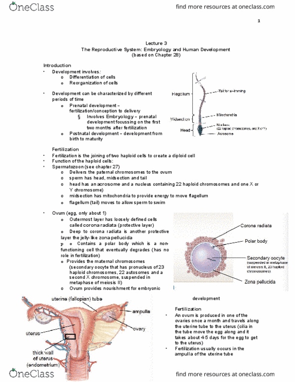 BIOB33H3 Lecture Notes - Lecture 3: Dermis, Thyroid, Umbilical Cord thumbnail