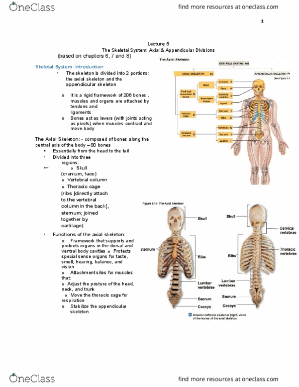BIOB33H3 Lecture Notes - Lecture 5: Shock Absorber, Fetus, Metacarpal Bones thumbnail