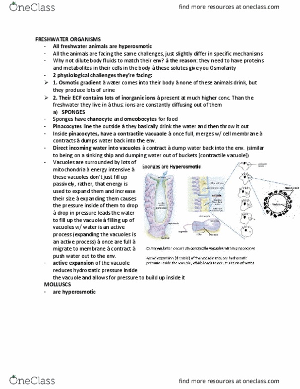 BIOB34H3 Lecture Notes - Lecture 10: Renal Vein, Ureter, Arthropod Cuticle thumbnail