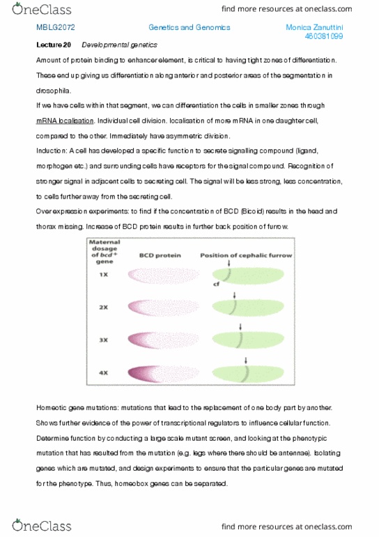 MBLG2972 Lecture Notes - Lecture 20: Polyploid, Synthetic Biology, Hoxa11 thumbnail