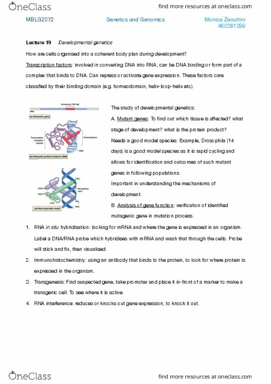 MBLG2972 Lecture Notes - Lecture 19: Cytoskeleton, Morphogen, Syncytium thumbnail