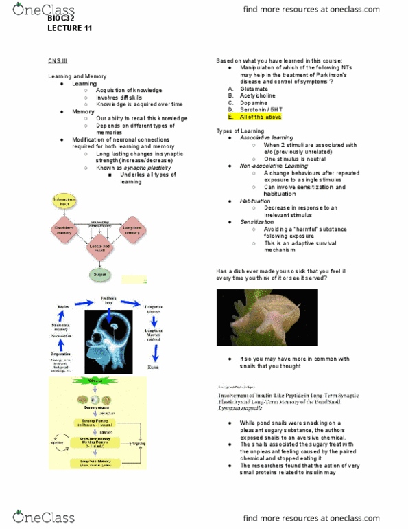 BIOC32H3 Lecture Notes - Lecture 11: Parahippocampal Gyrus, Temporal Lobe, Implicit Memory thumbnail