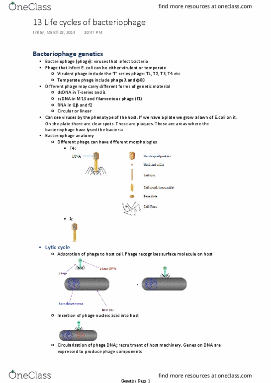 GENE20001 Lecture Notes - Lecture 13: Prophage, Galactose, Repressor thumbnail