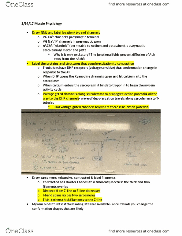 BIOL 336 Lecture Notes - Lecture 18: Chemical Synapse, Neuromuscular Junction, Nicotinic Acetylcholine Receptor thumbnail