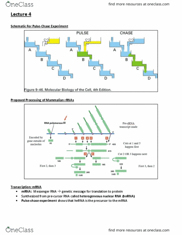 BIOB11H3 Lecture Notes - Lecture 4: Tata-Binding Protein, Rna Polymerase Ii, Tata Box thumbnail