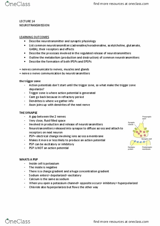 IMED1001 Lecture Notes - Lecture 14: Psps Pekanbaru, Cardiac Muscle, Membrane Potential thumbnail