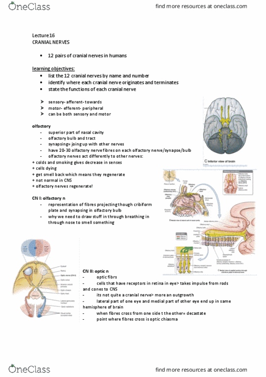 IMED1001 Lecture Notes - Lecture 16: Superior Orbital Fissure, Superior Oblique Muscle, Olfactory Bulb thumbnail