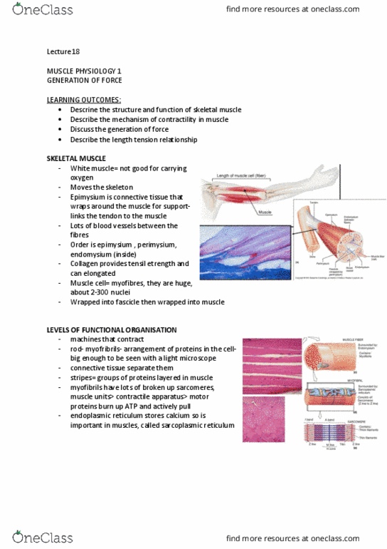 IMED1001 Lecture Notes - Lecture 18: Endoplasmic Reticulum, Myosin Head, Skeletal Muscle thumbnail