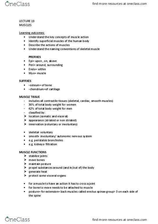 IMED1001 Lecture Notes - Lecture 19: Skeletal Muscle, Neuromuscular Junction, Myocyte thumbnail