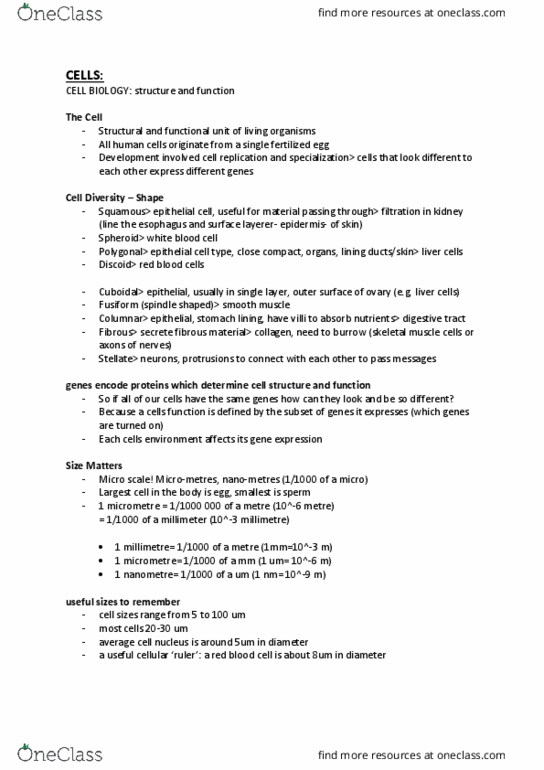 ANHB1101 Lecture Notes - Lecture 2: Epithelium, Spheroid, Skeletal Muscle thumbnail