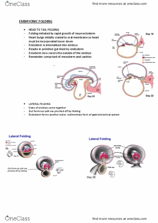 ANHB1101 Lecture Notes - Lecture 12: Yolk Sac, Somite, Gastrointestinal Tract thumbnail