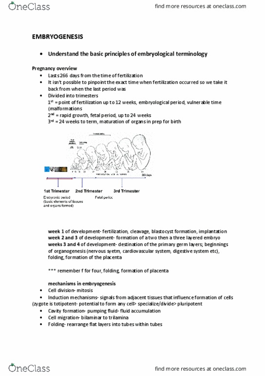 ANHB1101 Lecture Notes - Lecture 11: Neural Tube, Blastocyst, Gastrulation thumbnail