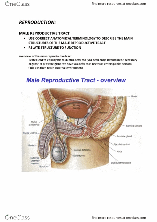 ANHB1101 Lecture Notes - Lecture 3: Vas Deferens, Seminiferous Tubule, Semen thumbnail