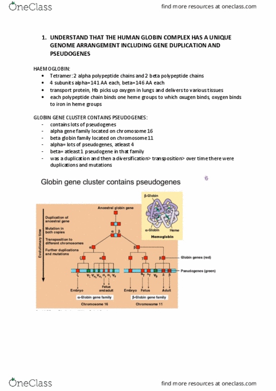 IMED1002 Lecture Notes - Lecture 34: Hbb, Pseudogene, Peptide thumbnail