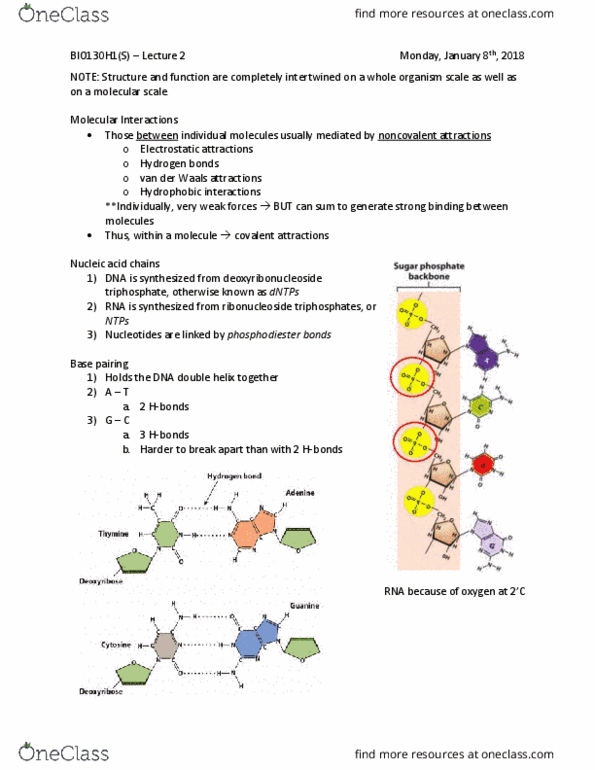 BIO130H1 Lecture Notes - Lecture 2: Deoxyribonucleoside, Ribonucleoside, Phosphodiester Bond thumbnail