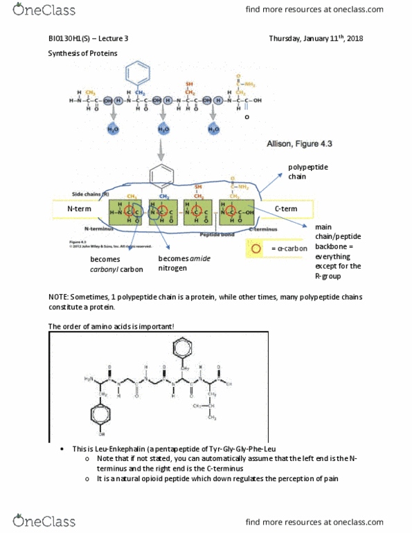 BIO130H1 Lecture Notes - Lecture 3: Opioid Peptide, Alpha Helix, Hydrogen Bond thumbnail