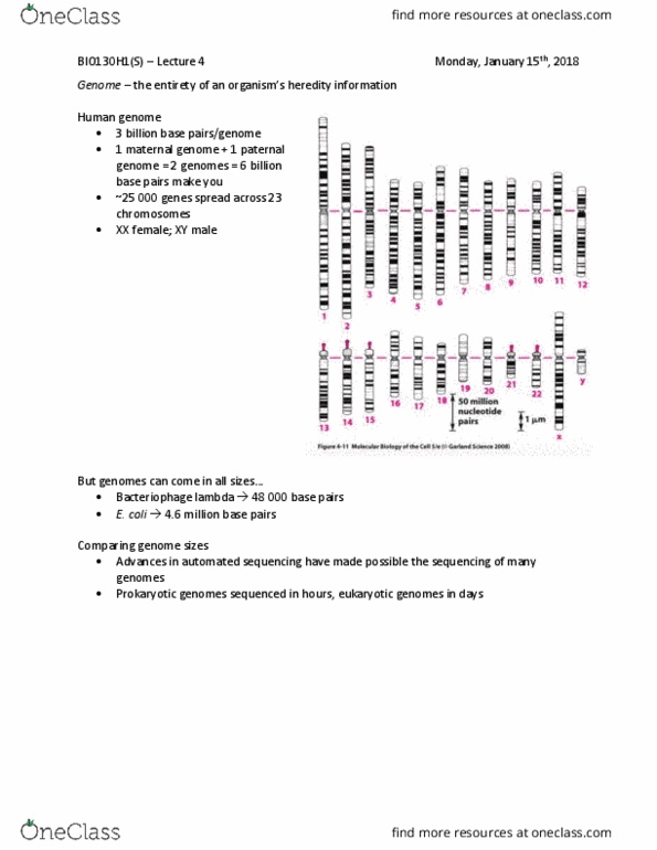 BIO130H1 Lecture Notes - Lecture 4: Lambda Phage, Genome Size, Heredity thumbnail