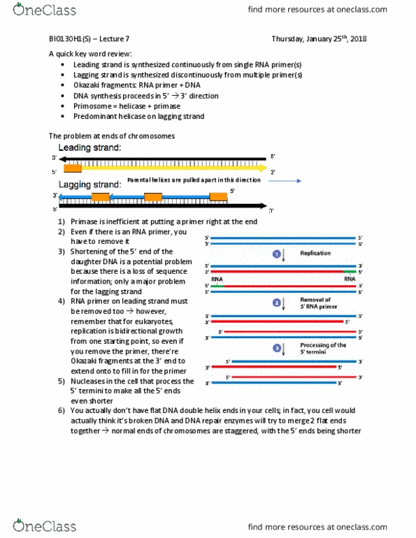 BIO130H1 Lecture Notes - Lecture 7: Telomerase Rna Component, Okazaki Fragments, Dna Replication thumbnail