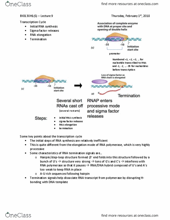 BIO130H1 Lecture Notes - Lecture 9: Sigma Factor, Eukaryotic Transcription, Operon thumbnail
