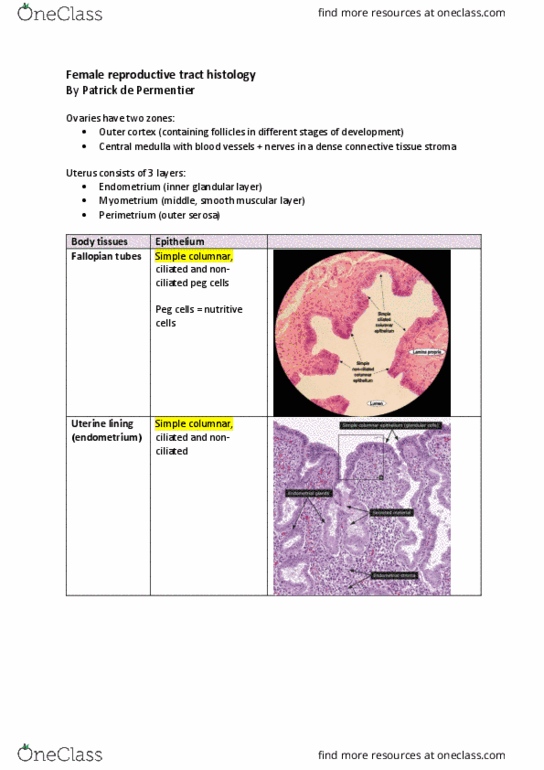 MFAC1521 Lecture Notes - Lecture 3: Fallopian Tube, Smooth Muscle Tissue, Myometrium thumbnail