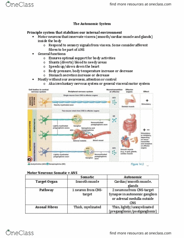 ANP 1106 Lecture Notes - Lecture 4: Autonomic Ganglion, Autonomic Nervous System, Adrenal Medulla thumbnail