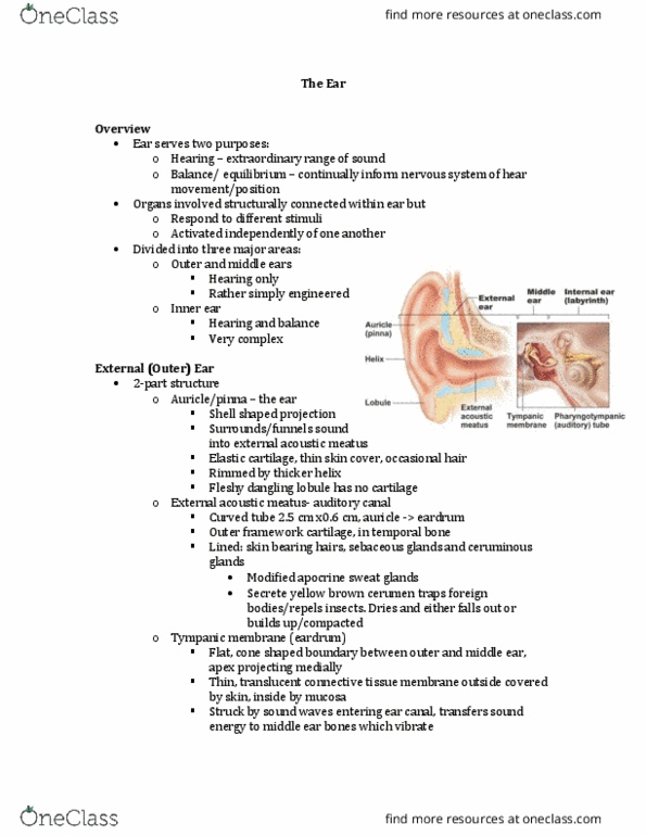 ANP 1106 Lecture Notes - Lecture 5: Ear Canal, Elastic Cartilage, Inner Ear thumbnail