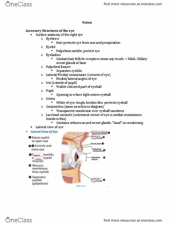 ANP 1106 Lecture Notes - Lecture 7: Palpebral Fissure, Hair Follicle, Commissure thumbnail
