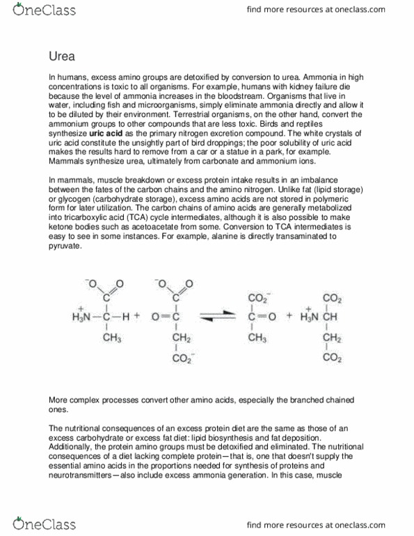 CH 461 Lecture Notes - Lecture 19: Essential Amino Acid, Urea Cycle, Citric Acid Cycle thumbnail