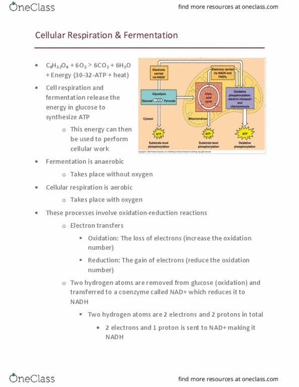 BISC 1413 Chapter Notes - Chapter 9: Ethanol Fermentation, Cellular Respiration, Oxidation State thumbnail
