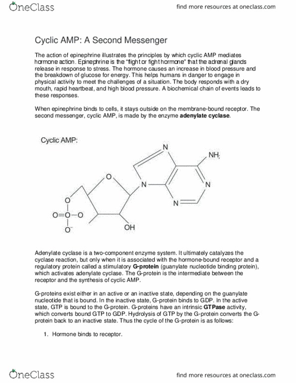 CH 461 Lecture Notes - Lecture 29: Adenylyl Cyclase, Cyclic Adenosine Monophosphate, Glycogen Phosphorylase thumbnail