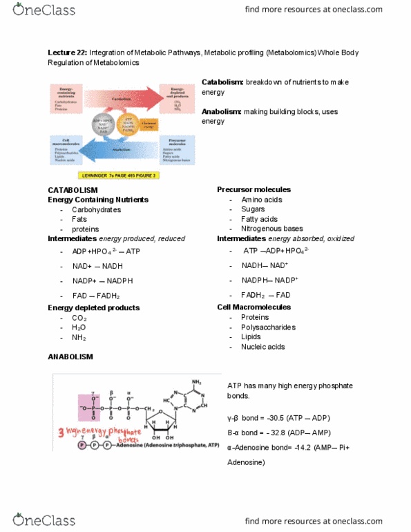 BCHM 316 Lecture Notes - Lecture 22: Metabolomics, Carbohydrate Metabolism, Adenosine thumbnail