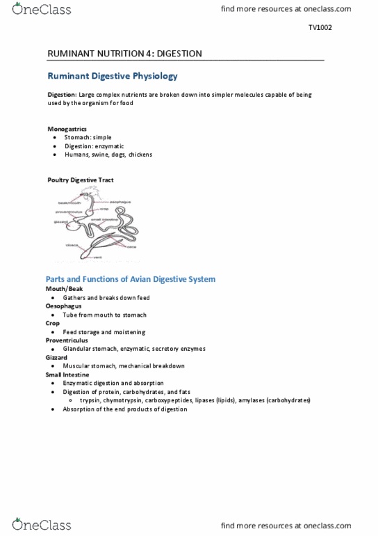 TV 1002:06 Lecture Notes - Lecture 4: Proventriculus, Esophagus, Ruminant thumbnail